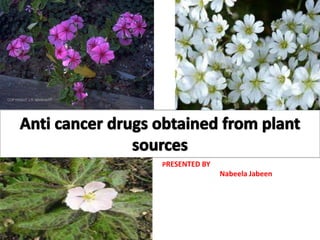 Anticancer drug from plant | PPTX