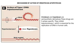 Topotecan Rash Anti Cancer Drugs.pptx