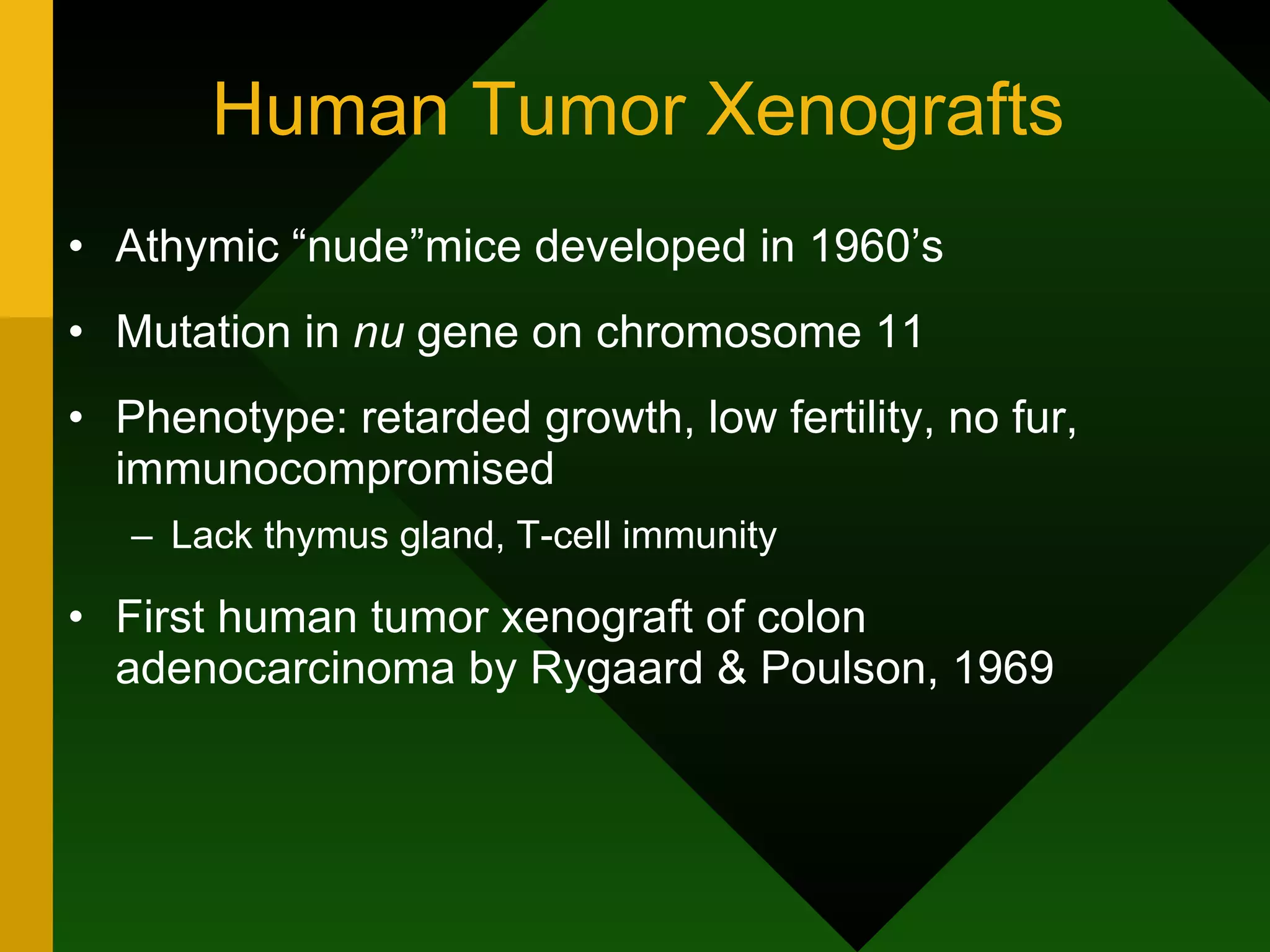 Human Tumor Xenografts Athymic “nude”mice developed in 1960’s Mutation in  nu  gene on chromosome 11 Phenotype: retarded growth, low fertility, no fur, immunocompromised Lack thymus gland, T-cell immunity First human tumor xenograft of colon adenocarcinoma by Rygaard & Poulson, 1969 