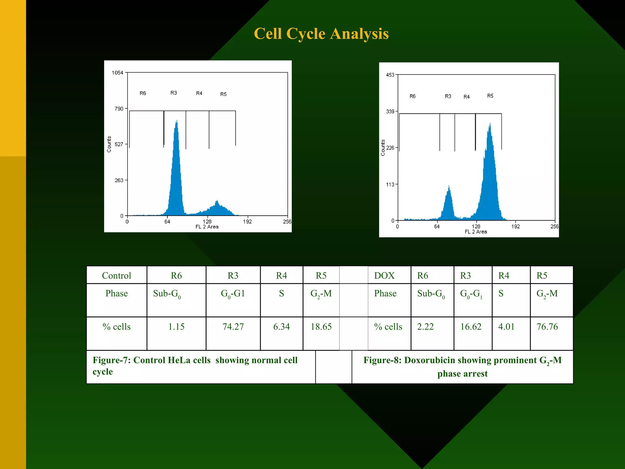 Cell Cycle Analysis Control R6 R3 R4 R5 DOX R6 R3 R4 R5 Phase Sub-G 0 G 0 -G1 S G 2 -M Phase Sub-G 0 G 0 -G 1 S G 2 -M % cells 1.15 74.27 6.34 18.65 % cells 2.22 16.62 4.01 76.76 Figure-7: Control HeLa cells  showing normal cell cycle  Figure-8: Doxorubicin showing prominent G 2 -M phase arrest 