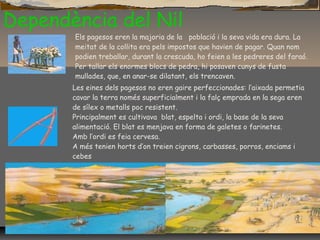 Dependència del Nil
Els pagesos eren la majoria de la població i la seva vida era dura. La
meitat de la collita era pels impostos que havien de pagar. Quan nom
podien treballar, durant la crescuda, ho feien a les pedreres del faraó.
Per tallar els enormes blocs de pedra, hi posaven cunys de fusta
mullades, que, en anar-se dilatant, els trencaven.
Les eines dels pagesos no eren gaire perfeccionades: l’aixada permetia
cavar la terra només superficialment i la falç emprada en la sega eren
de sílex o metalls poc resistent.
Principalment es cultivava blat, espelta i ordi, la base de la seva
alimentació. El blat es menjava en forma de galetes o farinetes.
Amb l’ordi es feia cervesa.
A més tenien horts d’on treien cigrons, carbasses, porros, enciams i
cebes
 