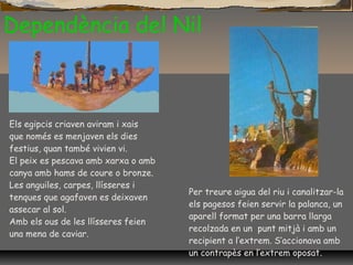 Dependència del Nil
Els egipcis criaven aviram i xais
que només es menjaven els dies
festius, quan també vivien vi.
El peix es pescava amb xarxa o amb
canya amb hams de coure o bronze.
Les anguiles, carpes, llísseres i
tenques que agafaven es deixaven
assecar al sol.
Amb els ous de les llísseres feien
una mena de caviar.
Per treure aigua del riu i canalitzar-la
els pagesos feien servir la palanca, un
aparell format per una barra llarga
recolzada en un punt mitjà i amb un
recipient a l’extrem. S’accionava amb
un contrapès en l’extrem oposat.
 