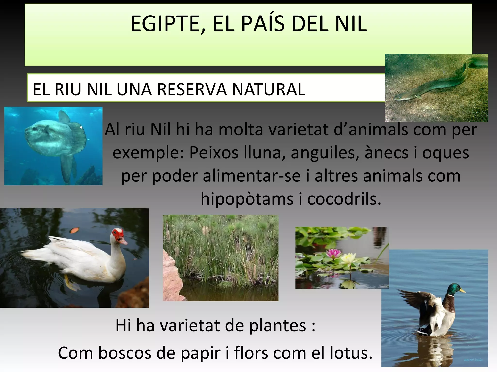 •
Al riu Nil hi ha molta varietat d’animals com per
exemple: Peixos lluna, anguiles, ànecs i oques
per poder alimentar-se i altres animals com
hipopòtams i cocodrils.
EGIPTE, EL PAÍS DEL NIL
EL RIU NIL UNA RESERVA NATURAL
Hi ha varietat de plantes :
Com boscos de papir i flors com el lotus.
 