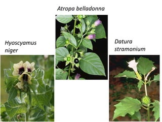 SOURCES
AT R O P I N E
Atropa belladona
Atropa acuminata
Datura stramonium
S C O PA L A M I N E
Hyoscyamus niger
Scopola c...