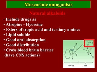• Include drugs as
• Atropine - Hyoscine
• Esters of tropic acid and tertiary amines
• Lipid soluble
• Good oral absorption
• Good distribution
• Cross blood brain barrier
(have CNS actions)
Natural alkaloids
Muscarinic antagonists
 