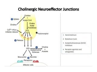 Cholinergic Neuroeffector Junctions
 
