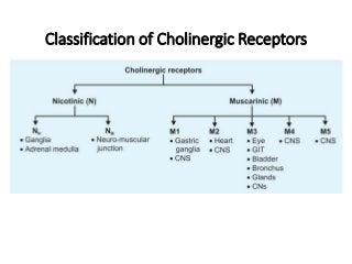 Classification of Cholinergic Receptors
 