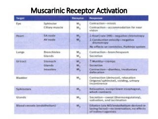 Muscarinic Receptor Activation
 