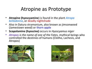Atropine as Prototype
• Atropine (hyoscyamine) is found in the plant Atropa
belladonna, or deadly nightshade
• Also in Datura stramonium, also known as jimsonweed
(Jamestown weed) or thorn apple
• Scopolamine (hyoscine) occurs in Hyoscyamus niger
• Atropos is the name of one of the Fates, mythical beings who
controlled the destinies of humans (Clotho, Lachesis, and
Atropos)
Datura stramonium Atropa belladona
 