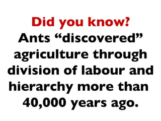 Did you know?
  Ants “discovered”
 agriculture through
division of labour and
hierarchy more than
  40,000 years ago.
 