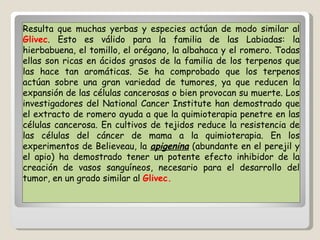 Resulta que muchas yerbas y especies actúan de modo similar al  Glivec . Esto es válido para la familia de las Labiadas: la hierbabuena, el tomillo, el orégano, la albahaca y el romero. Todas ellas son ricas en ácidos grasos de la familia de los terpenos que las hace tan aromáticas. Se ha comprobado que los terpenos actúan sobre una gran variedad de tumores, ya que reducen la expansión de las células cancerosas o bien provocan su muerte. Los investigadores del National Cancer Institute han demostrado que el extracto de romero ayuda a que la quimioterapia penetre en las células cancerosa. En cultivos de tejidos reduce la resistencia de las células del cáncer de mama a la quimioterapia. En los experimentos de Believeau, la  apigenina  (abundante en el perejil y el apio) ha demostrado tener un potente efecto inhibidor de la creación de vasos sanguíneos, necesario para el desarrollo del tumor, en un grado similar al  Glivec. 