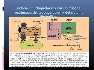 Activación Plaquetaria y vías intrínseca,
extrínseca de la coagulación y del sistema
fibrinolítico.
 