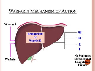 Warfarin
No Synthesis
of Functional
Coagulation
Factors
Antagonism
of
Vitamin K
WARFARIN MECHANISM OF ACTION
Vitamin K
VII
IX
X
II
 
