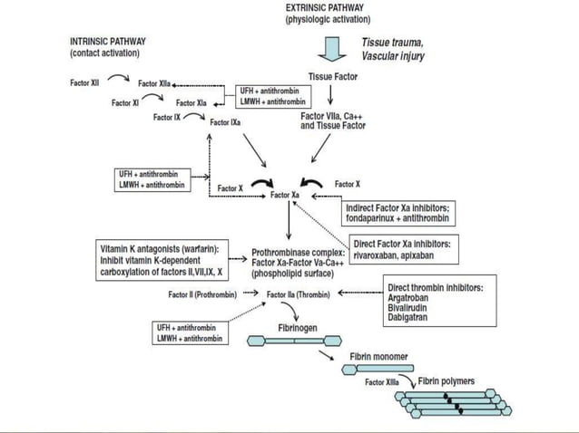 Anticoagulants And Afib Post Ich A Roadmap To Recovery - b3zvqfc