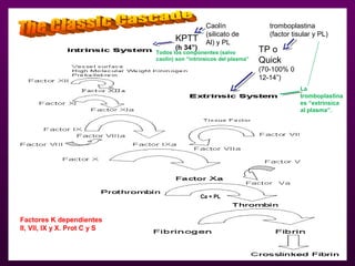 Existen 2 vías de la coagulación:
KPTT
(h 34”) TP o
Quick
(70-100% 0
12-14”)
Factores K dependientes
II, VII, IX y X. Prot C y S
tromboplastina
(factor tisular y PL)
Caolín
(silicato de
Al) y PL
Ca + PL
La
tromboplastina
es “extrínsica
al plasma”.
Todos los componentes (salvo
caolin) son “intrínsicos del plasma”
 