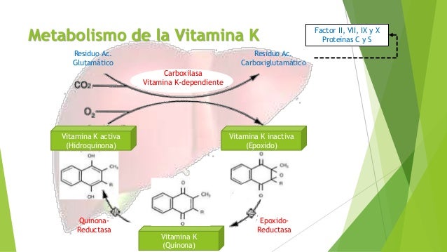 Y metabolismo del calcio y fosforo