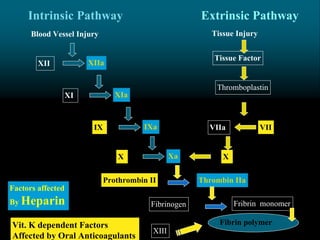 Blood Vessel Injury
IX IXa
XI XIa
X Xa
XII XIIa
Tissue Injury
Tissue Factor
Thromboplastin
VIIa VII
X
Prothrombin II Thrombin IIa
Fibrinogen Fribrin monomer
Fibrin polymer
XIII
Intrinsic Pathway Extrinsic Pathway
Factors affected
By Heparin
Vit. K dependent Factors
Affected by Oral Anticoagulants
 