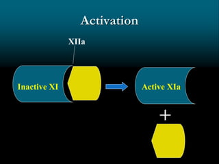 Activation
Inactive XI Active XIa
XIIa
+
 