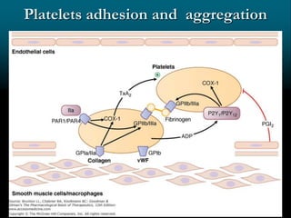 Platelets adhesion and aggregation
9
 