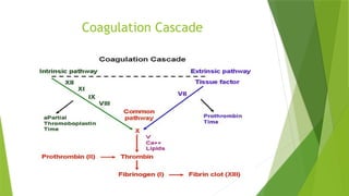 Coagulation Cascade
 