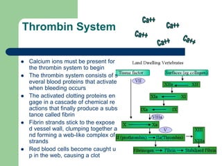 Thrombin System
 Calcium ions must be present for
the thrombin system to begin
 The thrombin system consists of s
everal blood proteins that activate
when bleeding occurs
 The activated clotting proteins en
gage in a cascade of chemical re
actions that finally produce a subs
tance called fibrin
 Fibrin strands stick to the expose
d vessel wall, clumping together a
nd forming a web-like complex of
strands
 Red blood cells become caught u
p in the web, causing a clot
 