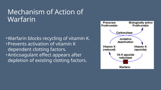 Mechanism of Action of
Warfarin
•Warfarin blocks recycling of vitamin K.
•Prevents activation of vitamin K
dependent clotting factors.
•Anticoagulant effect appears after
depletion of existing clotting factors.
 