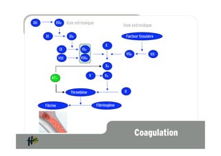 XII           XIIa        Voie intrinsèque                  Voie extrinsèque

      XI                   XIa                               Facteur tissulaire

                                                   X
                   IX              IXa
                                                             VIIa           VII
                   VIII           VIIIa
                                                   Xa

                                          V        Va
           ATIII


                            Thrombine                       II


      Fibrine                                 Fibrinogène




                                                                    Coagulation
 