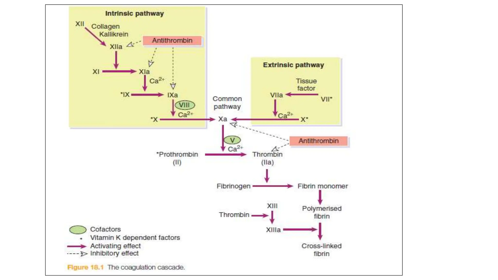 Pharmacology of Anticoagulants 2021 .pptx