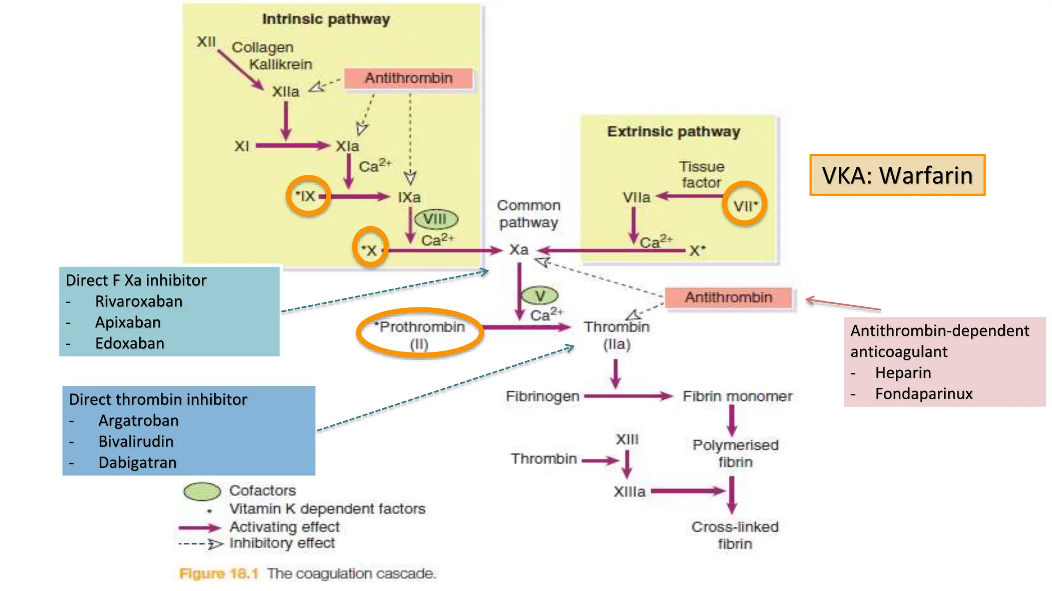 Pharmacology of Anticoagulants 2021 .pptx