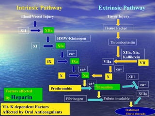Intrinsic Pathway

Extrinsic Pathway
Tissue Injury

Blood Vessel Injury

Tissue Factor

XIIa

XII

HMW-Kininogen
Thromboplastin
XIa

XI

XIIa, Xia,
Kallikrein

ca+
IXa

IX

VIIa
ca+

ca+
Xa

X

VII

X

XIII

ca+
Factors affected

Prothrombin

By Heparin

Vit. K dependent Factors
Affected by Oral Anticoagulants

ca+

Thrombin

XIIIa
Fibrinogen

Fribrin insoluble
Stabilised
Fibrin threads

 