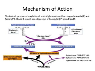 Mechanism of Action
Blockade of gamma-carboxylation of several glutamate residues in prothrombin (II) and
factors VII, IX and X as well as endogenous anticoagulant Protein C and S
 