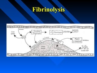 FibrinolysisFibrinolysis
 