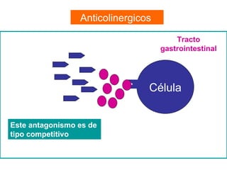 Anticolinergicos  Célula Tracto gastrointestinal Este antagonismo es de tipo competitivo 