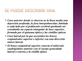 Cara anterior donde se observa en la línea media una depresión profunda, la fosa interpeduncular, limitada a cada lado por el pedúnculo cerebral quedando así constituido un espacio triangular de base superior, formada por el quiasma óptico y las cintillas ópticas Cara lateral por la que ascienden los brazos conjuntivales superior e inferior con una dirección antero lateral.  El brazo conjuntival superior conecta el tubérculo cuadrigémino anterior con el cuerpo geniculado lateral o externo y la cintilla óptica 
