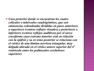 Cara posterior donde se encuentran los cuatro colículos o tubérculos cuadrigéminos, que son eminencias redondeadas divididas en pares anteriores o superiores (centros reflejos visuales) y posteriores o inferiores (centros reflejos auditivos) por el surco cruciforme cuyo extremo anterior está en relación con la epífisis y su ex temo posterior se relaciona con el vértice de una lámina nerviosa triangular, muy delgada ubicada en el vértice antero superior del 4º ventrículo entre los pedúnculos cerebelosos superiores 