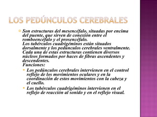 Son estructuras del mesencéfalo, situadas por encima del puente, que sirven de conexión entre el romboencéfalo y el prosencéfalo. Los tubérculos cuadrigéminos están situados dorsalmente y los pedúnculos cerebrales ventralmente. Cada una de estas estructuras contienen diversos núcleos formados por haces de fibras ascendentes y descendentes. Funciones: Los pedúnculos cerebrales intervienen en el control reflejo de los movimientos oculares y en la coordinación de estos movimientos con la cabeza y el cuello.  Los tubérculos cuadrigéminos intervienen en el reflejo de reacción al sonido y en el reflejo visual. 