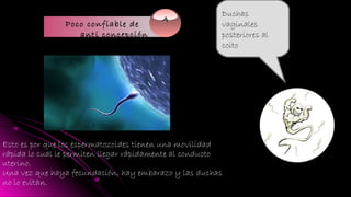 AA
Poco confiable de
anti concepción
Duchas
vaginales
posteriores al
coito
Esto es por que los espermatozoides tienen una movilidad
rápida lo cual le permiten llegar rápidamente al conducto
uterino.
Una vez que haya fecundación, hay embarazo y las duchas
no lo evitan.
 