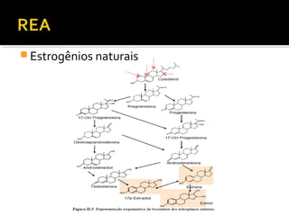  Estrogênios naturais
 