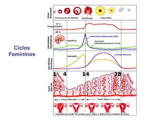 Ciclos
Femininos
 