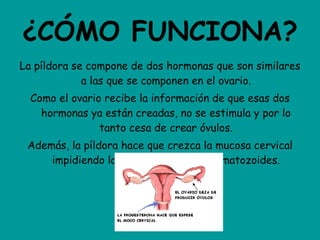 ¿CÓMO FUNCIONA? La píldora se compone de dos hormonas que son similares a las que se componen en el ovario. Como el ovario recibe la información de que esas dos hormonas ya están creadas, no se estimula y por lo tanto cesa de crear óvulos. Además, la píldora hace que crezca la mucosa cervical impidiendo la entrada de los espermatozoides. 