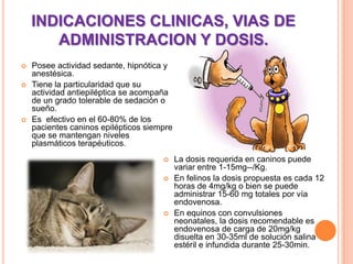 INDICACIONES CLINICAS, VIAS DE
ADMINISTRACION Y DOSIS.
 Posee actividad sedante, hipnótica y
anestésica.
 Tiene la particularidad que su
actividad antiepiléptica se acompaña
de un grado tolerable de sedación o
sueño.
 Es efectivo en el 60-80% de los
pacientes caninos epilépticos siempre
que se mantengan niveles
plasmáticos terapéuticos.
 La dosis requerida en caninos puede
variar entre 1-15mg--/Kg.
 En felinos la dosis propuesta es cada 12
horas de 4mg/kg o bien se puede
administrar 15-60 mg totales por vía
endovenosa.
 En equinos con convulsiones
neonatales, la dosis recomendable es
endovenosa de carga de 20mg/kg
disuelta en 30-35ml de solución salina
estéril e infundida durante 25-30min.
 