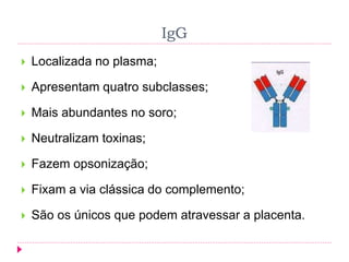IgG
 Localizada no plasma;
 Apresentam quatro subclasses;
 Mais abundantes no soro;
 Neutralizam toxinas;
 Fazem opsonização;
 Fixam a via clássica do complemento;
 São os únicos que podem atravessar a placenta.
 