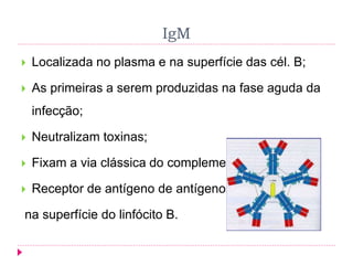 IgM
 Localizada no plasma e na superfície das cél. B;
 As primeiras a serem produzidas na fase aguda da
infecção;
 Neutralizam toxinas;
 Fixam a via clássica do complemento;
 Receptor de antígeno de antígenos
na superfície do linfócito B.
 