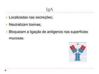 IgA
 Localizadas nas secreções;
 Neutralizam toxinas;
 Bloqueiam a ligação de antígenos nas superfícies
mucosas.
 