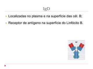 IgD
 Localizadas no plasma e na superfície das cél. B;
 Receptor de antígeno na superfície do Linfócito B.
 