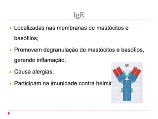 IgE
 Localizadas nas membranas de mastócitos e
basófilos;
 Promovem degranulação de mastócitos e basófios,
gerando inflamação.
 Causa alergias;
 Participam na imunidade contra helmintes.
 
