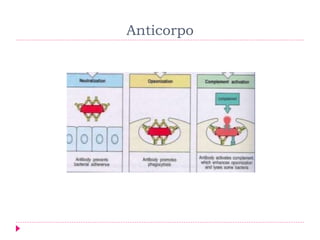 Anticorpo
 