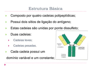 Estrutura Básica
 Composto por quatro cadeias polipeptídicas;
 Possui dois sítios de ligação do antígeno;
 Estas cadeias são unidas por ponte dissulfeto;
 Duas cadeias:
 Cadeias leves;
 Cadeias pesadas.
 Cada cadeia possui um
domínio variável e um constante;
 