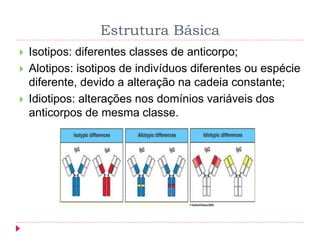 Estrutura Básica
 Isotipos: diferentes classes de anticorpo;
 Alotipos: isotipos de indivíduos diferentes ou espécie
diferente, devido a alteração na cadeia constante;
 Idiotipos: alterações nos domínios variáveis dos
anticorpos de mesma classe.
 
