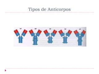 Tipos de Anticorpos
 